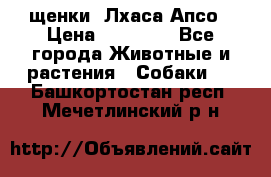 щенки  Лхаса Апсо › Цена ­ 20 000 - Все города Животные и растения » Собаки   . Башкортостан респ.,Мечетлинский р-н